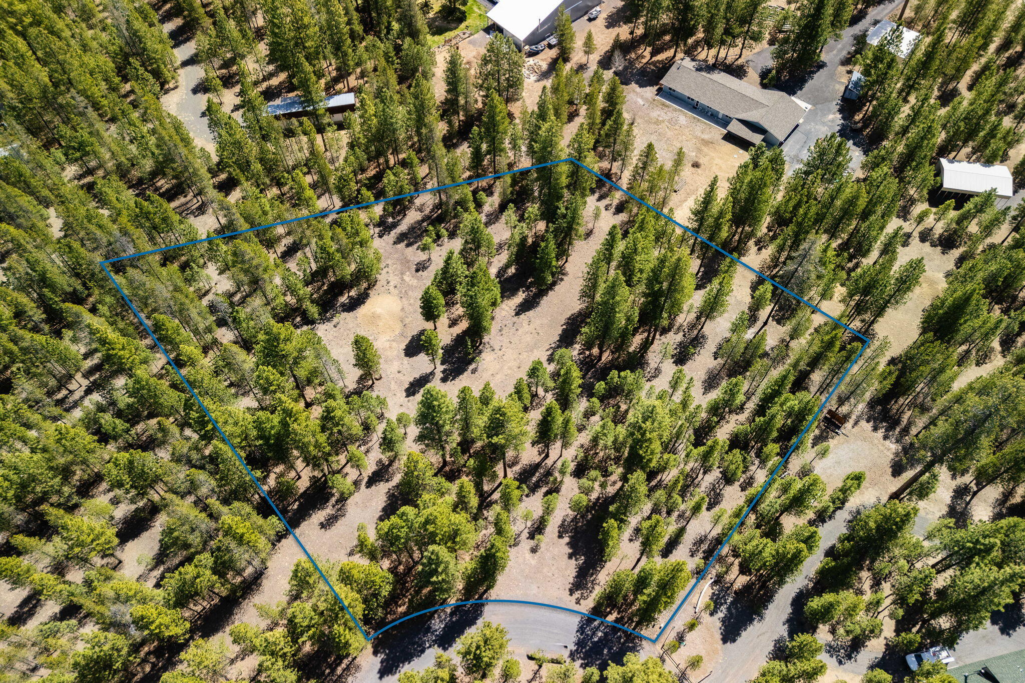 Ponderosa Pines - Land