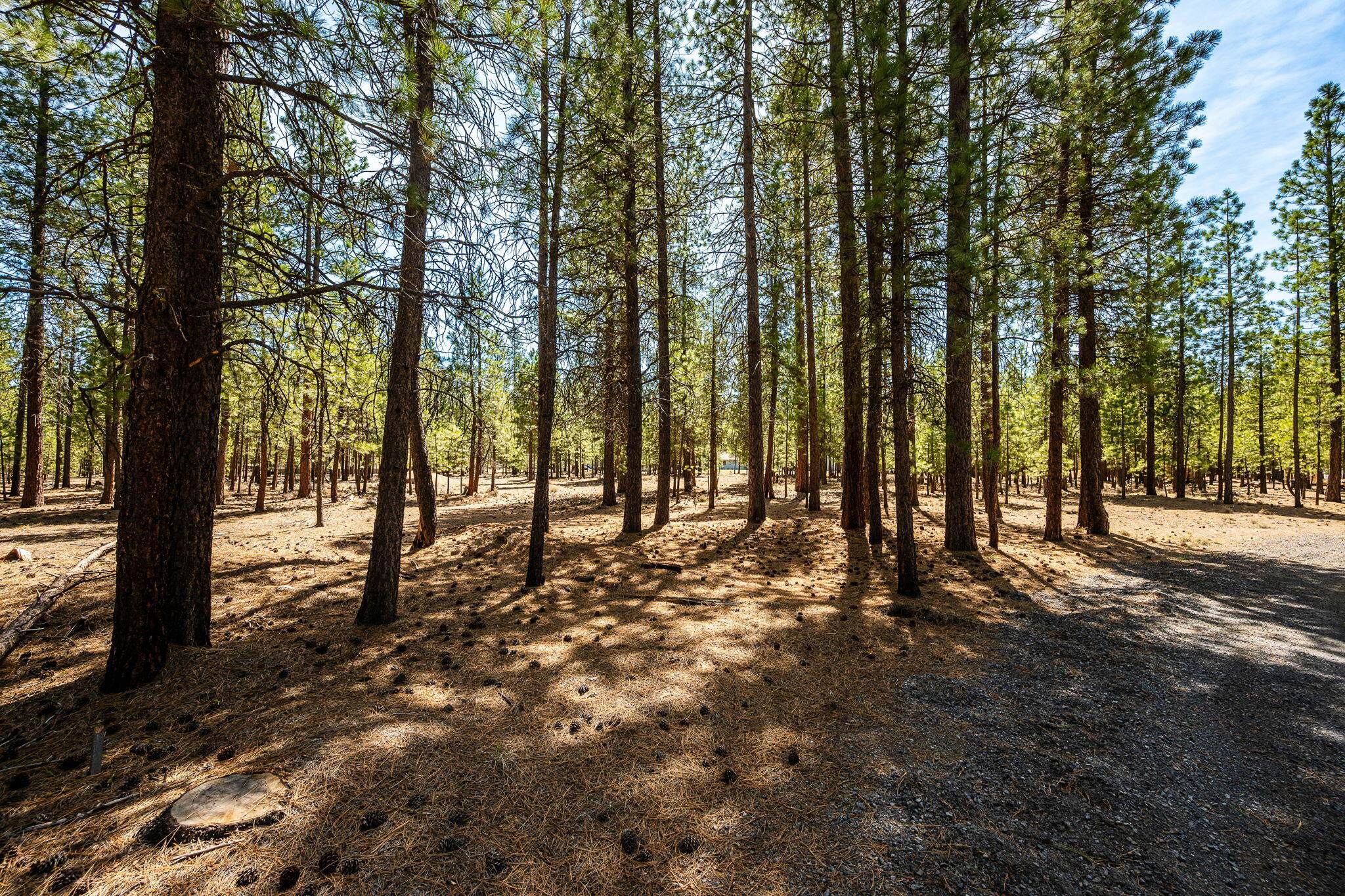 Ponderosa Pines - Land