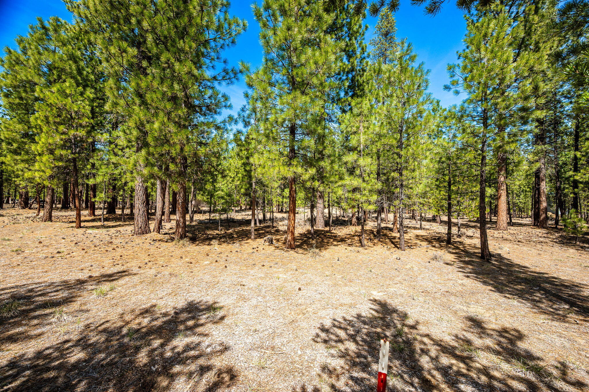 Ponderosa Pines - Land