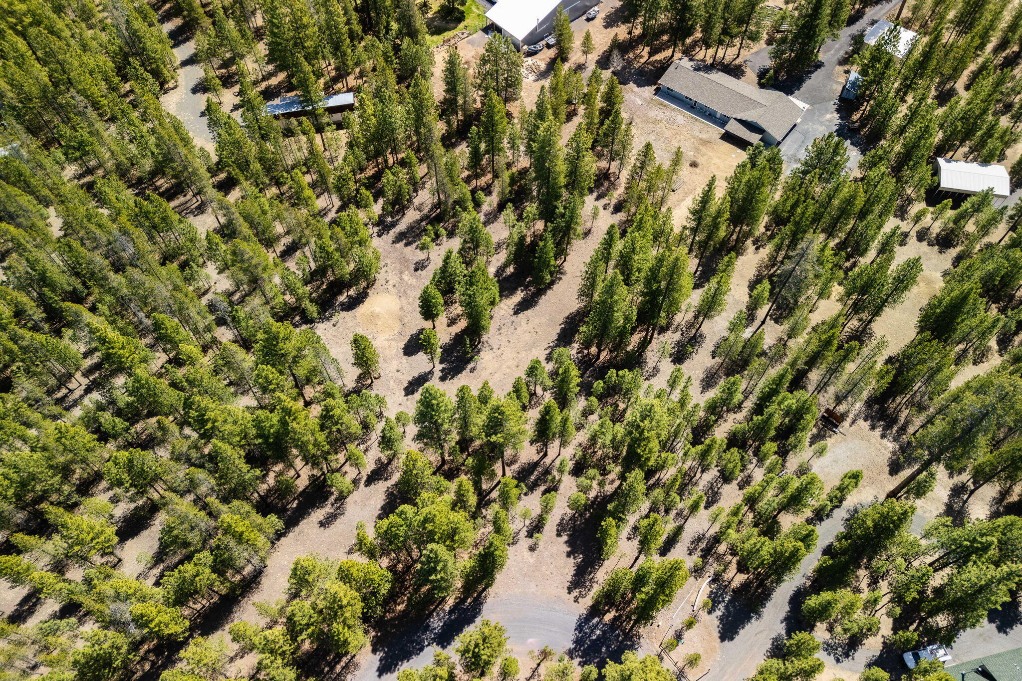 Ponderosa Pines - Land