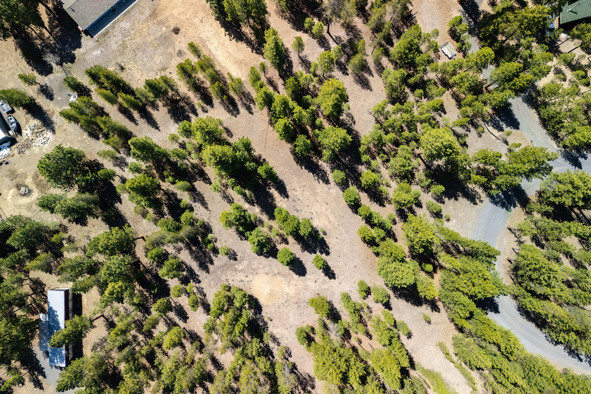 Ponderosa Pines - Land