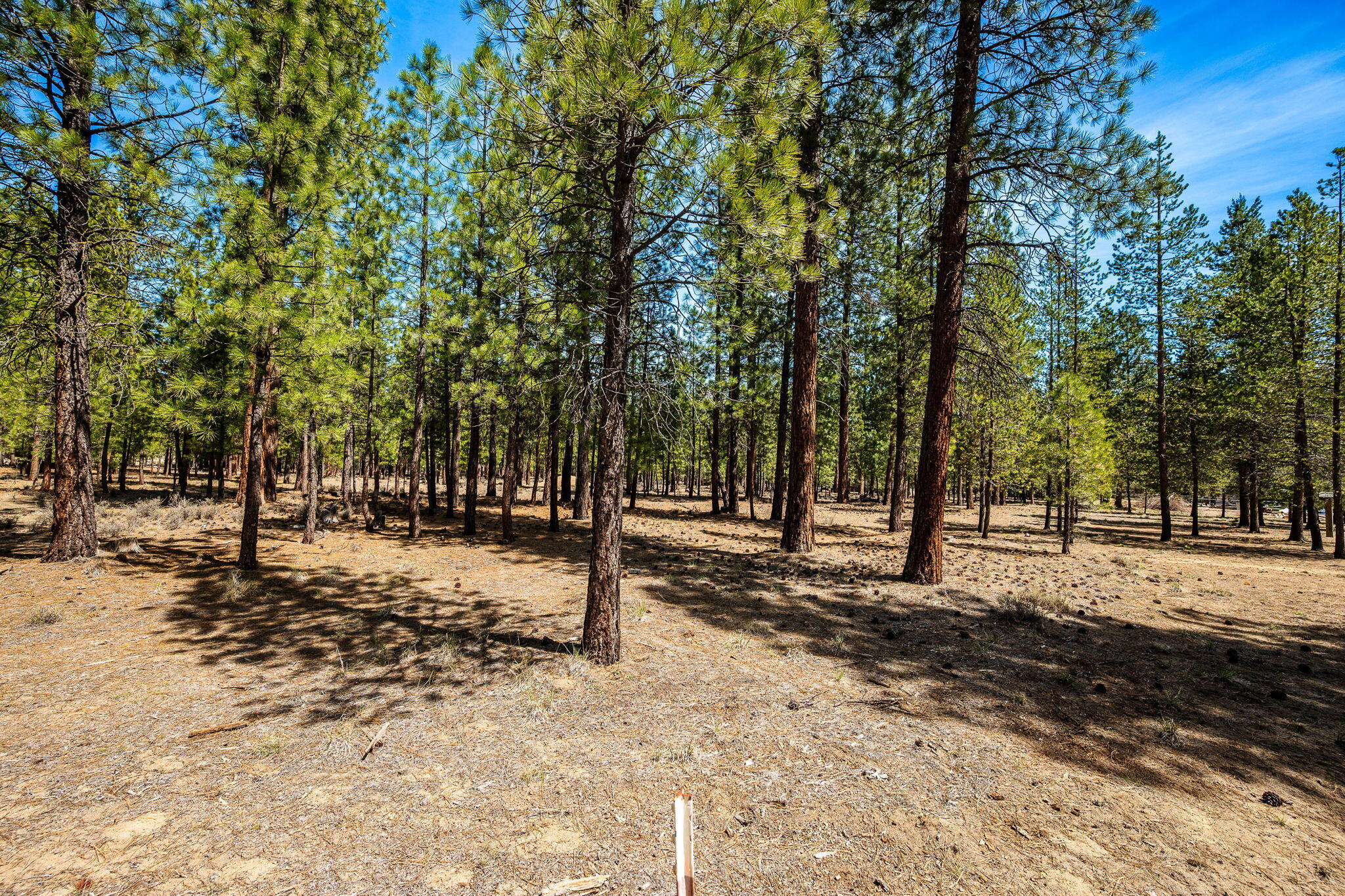 Ponderosa Pines - Land
