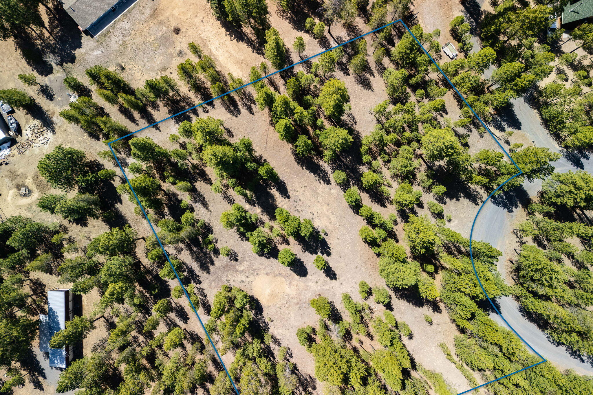 Ponderosa Pines - Land