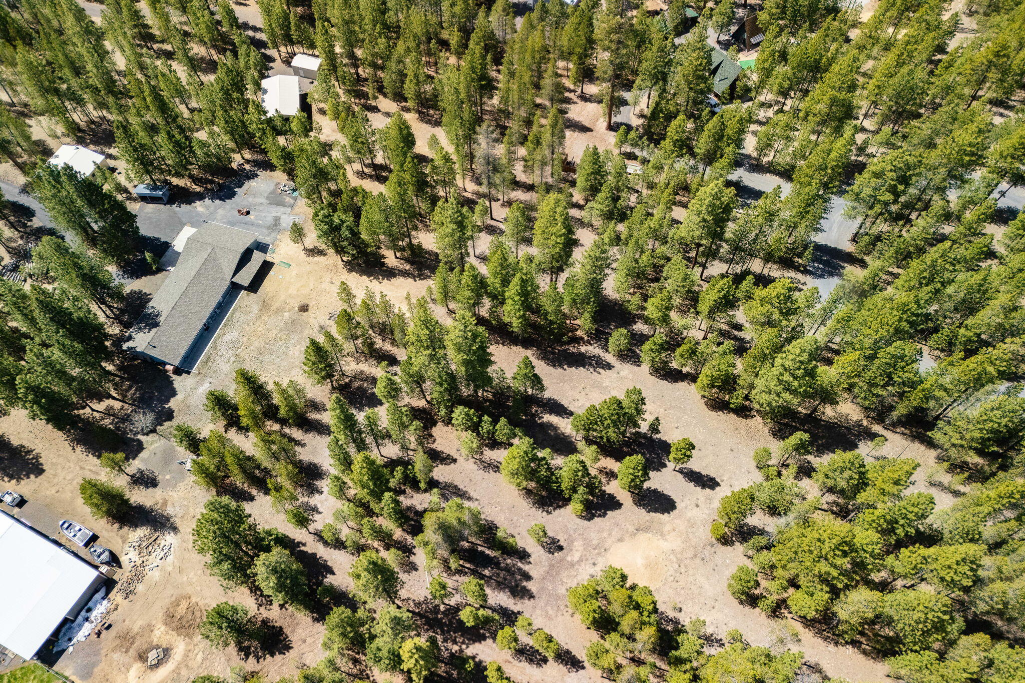 Ponderosa Pines - Land