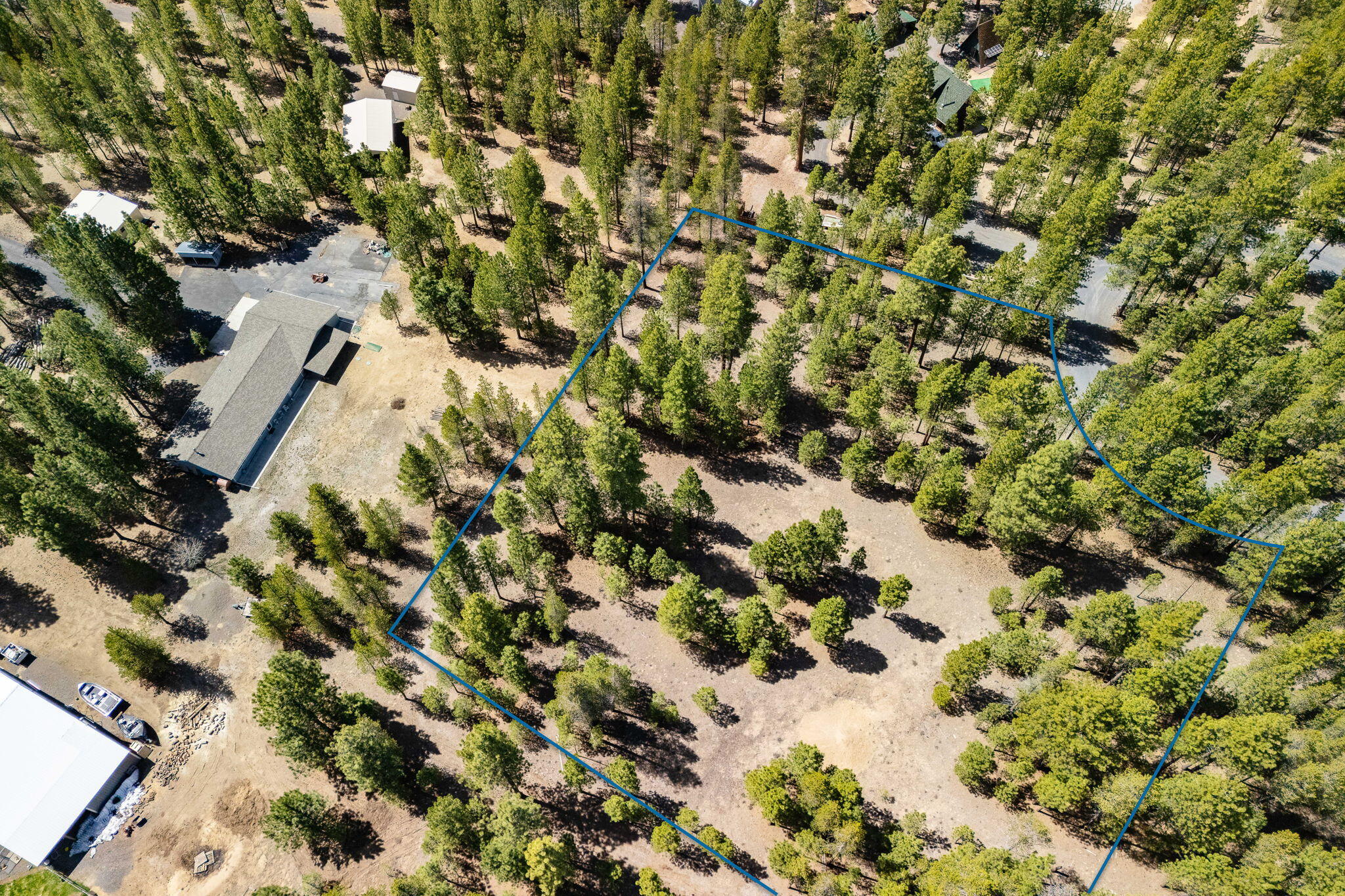 Ponderosa Pines - Land