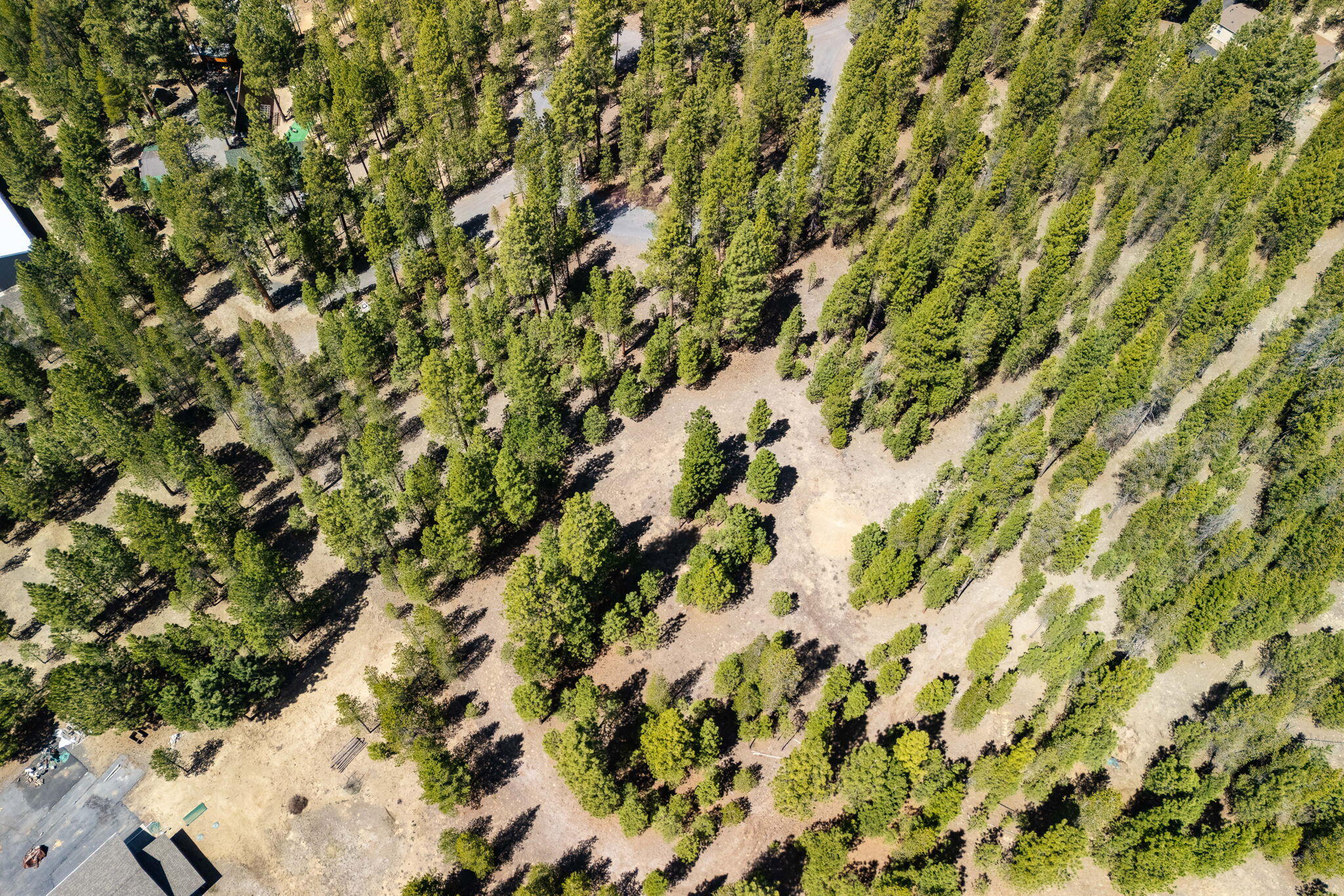 Ponderosa Pines - Land