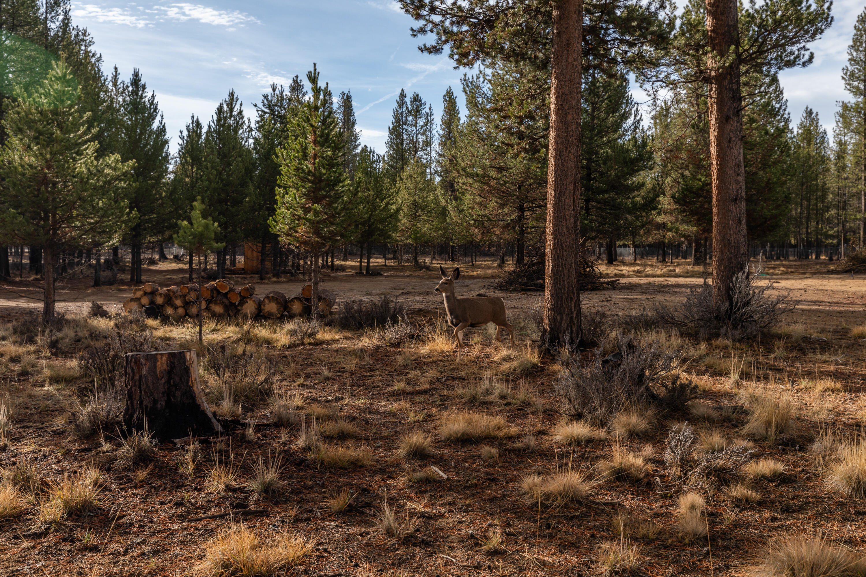 Sun Forest Estates - Land