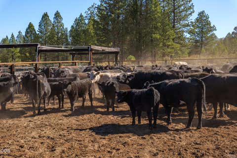 Tiny photo for 300 Road 49 Silverlake Highway, Chiloquin, OR 97624 (MLS # 220224864)