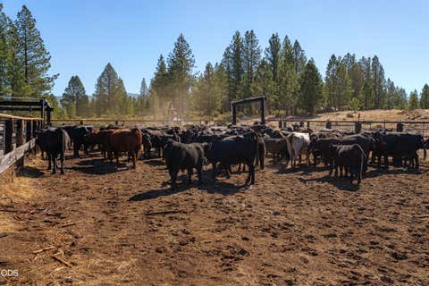 Tiny photo for 300 Road 49 Silverlake Highway, Chiloquin, OR 97624 (MLS # 220224864)