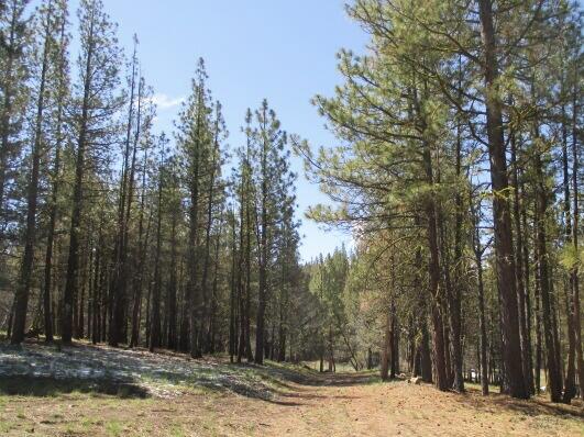 Ferguson Mountain Pines - Land
