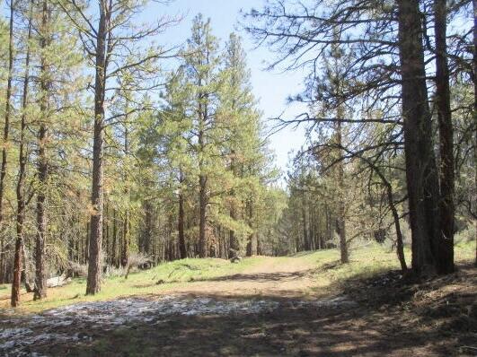 Ferguson Mountain Pines - Land