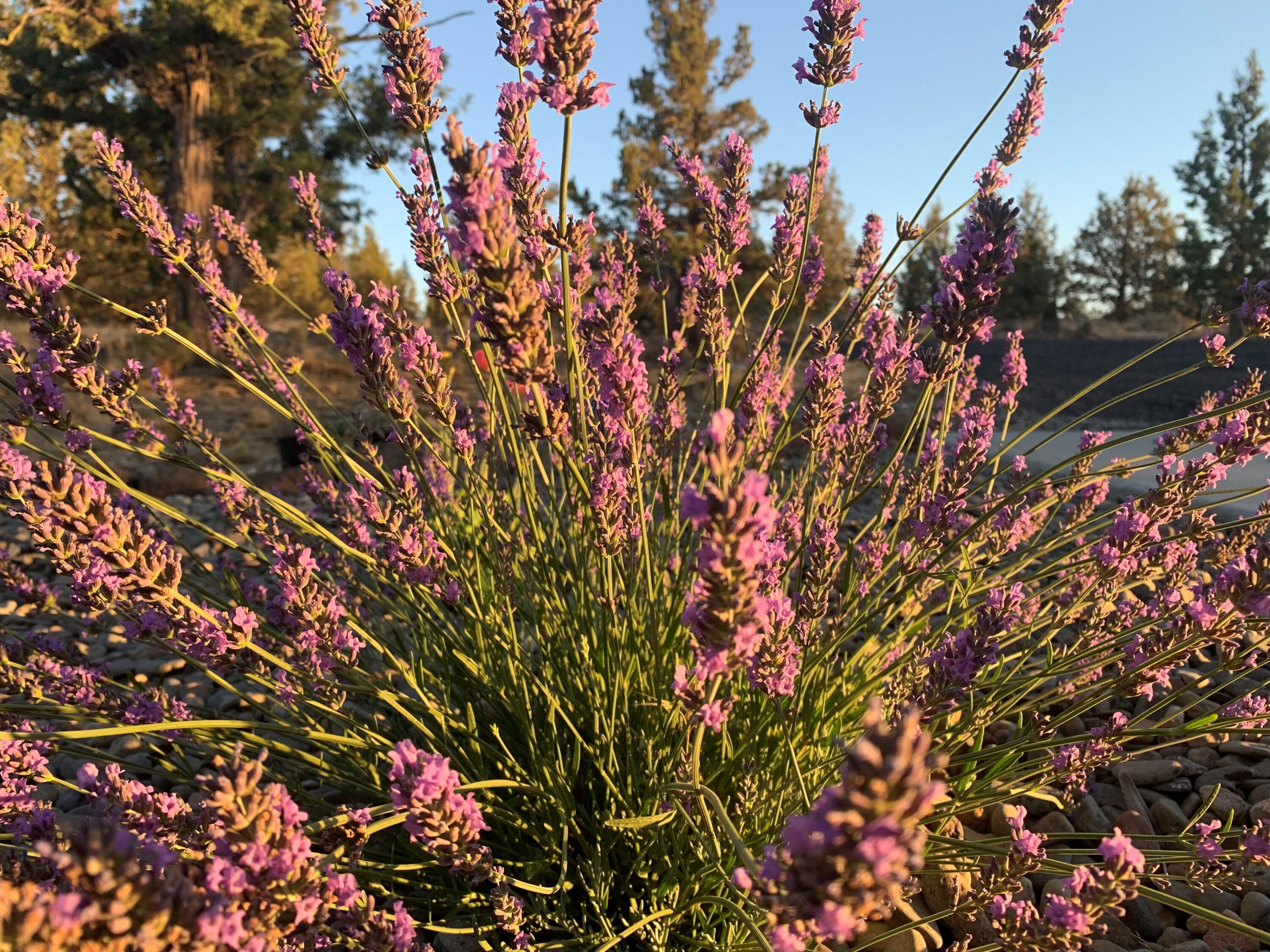 Cimarron Hills - Residential