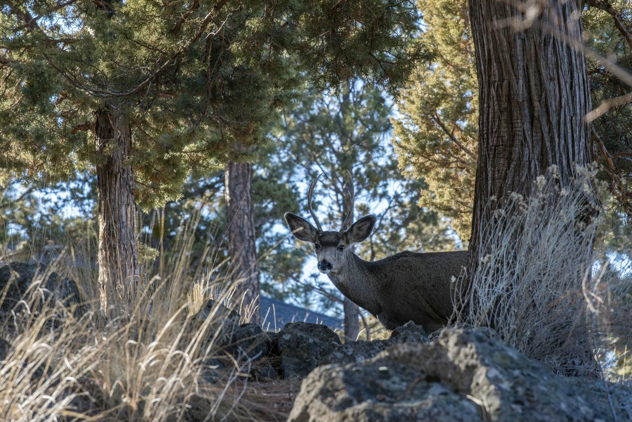 Awbrey Butte - Residential