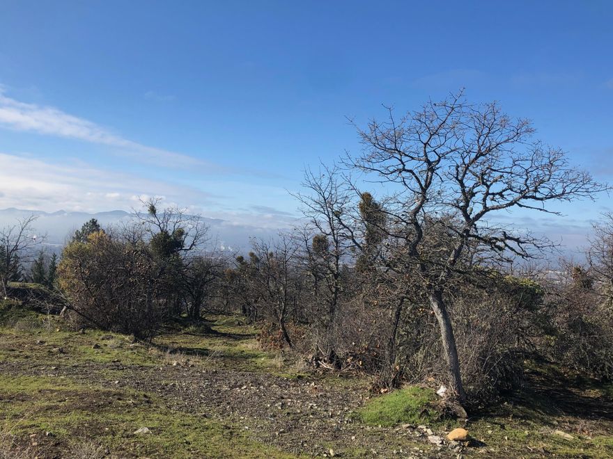 Prime Development Opportunity in Medford's UGB - 3 Adjoining R-4 Lots with City Views.  Rare offering of three adjoining residential lots located within the Urban Growth Boundary of the City of Medford. Zoned R-4, these parcels provide exceptional development potential with utilities already stubbed to the property.  Enjoy sweeping views of the city from most areas of the site, making it an ideal setting for a mix of oversized custom homes with premium vistas and smaller lots for more affordable housing options. This flexible layout opportunity is perfect for developers looking to meet diverse market demand.
Buyers to perform all due diligence. Seller makes no representation regarding approved plans or entitlements for the site.