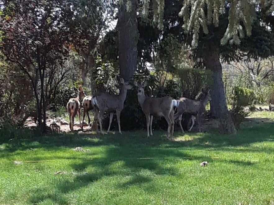 Madras Ranchos - Residential