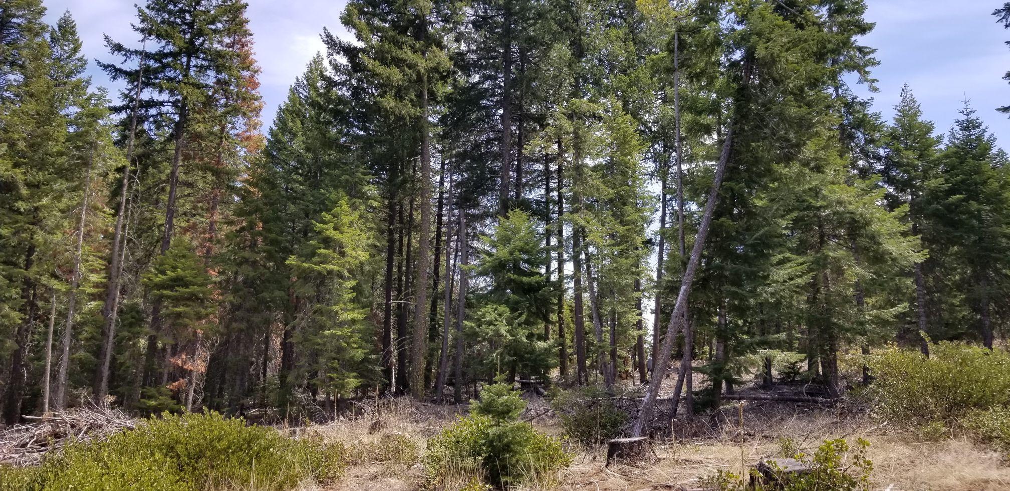 Fox Hollow - Land