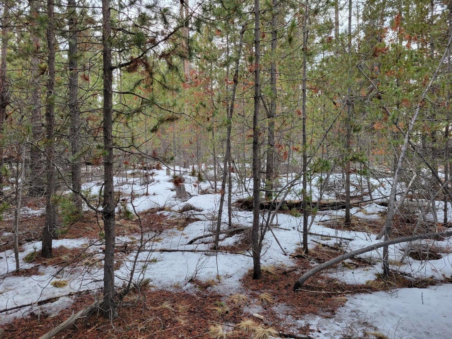 Woodland Park - Land