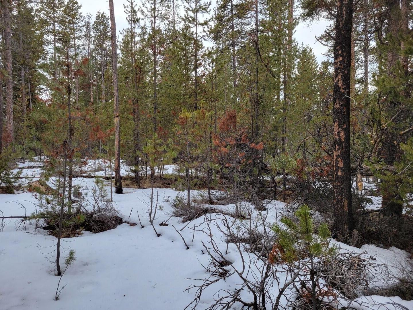 Woodland Park - Land