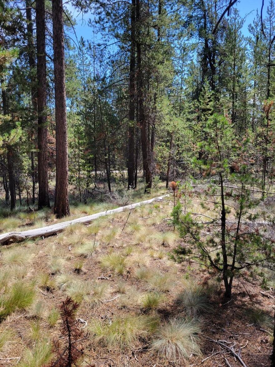 Just 5 short miles to the township of La Pine, bring your plans to the Woodland Park Subdivision.  This nearly level, 1.05 acre lot is ready for your build, and offers beautiful mature ponderosa pines and territorial views.  The property includes a septic perk test on file with the county, and is ready for your vision.  Contact your favorite agent and come build your dream home today!