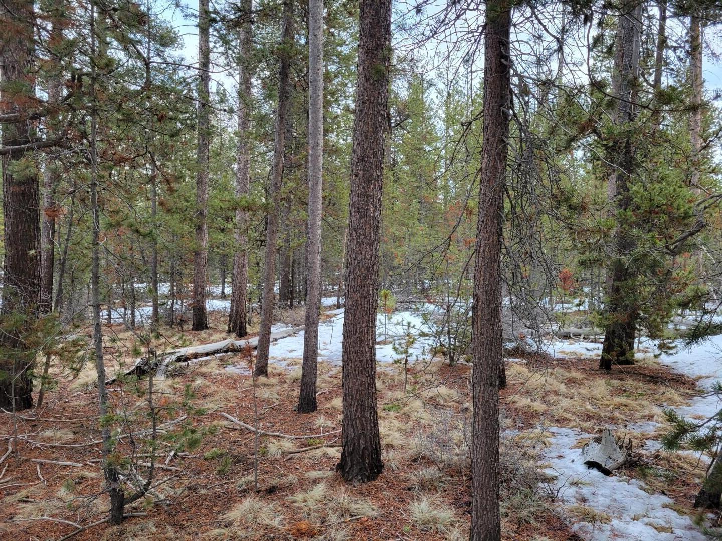 Woodland Park - Land