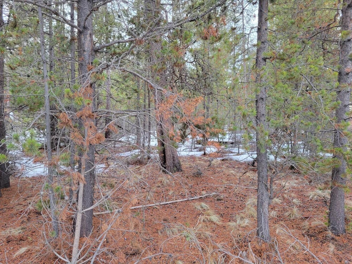 Woodland Park - Land