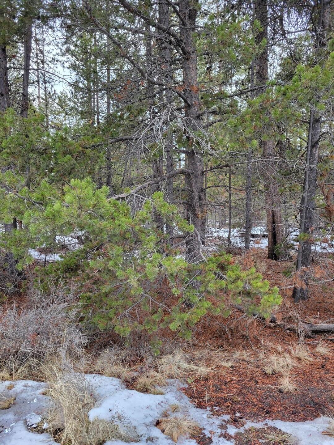 Woodland Park - Land