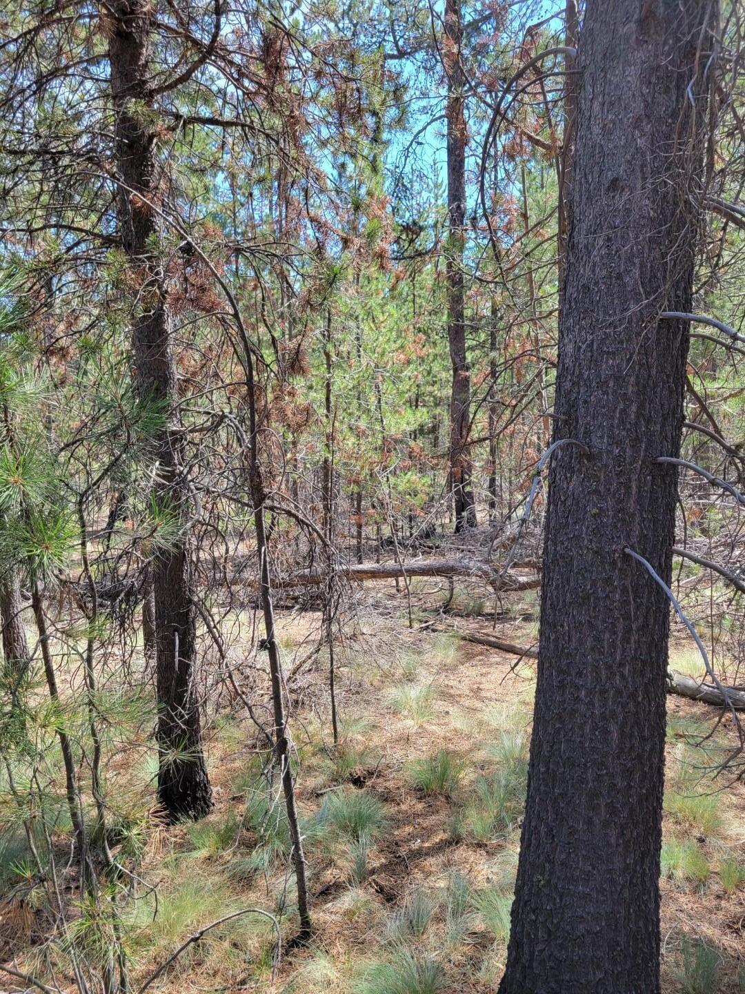 Woodland Park - Land