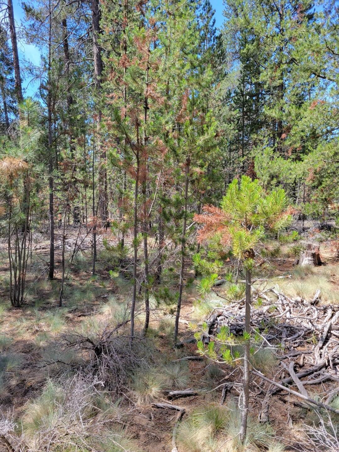 Woodland Park - Land