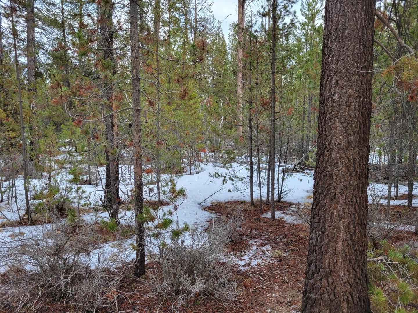 Woodland Park - Land