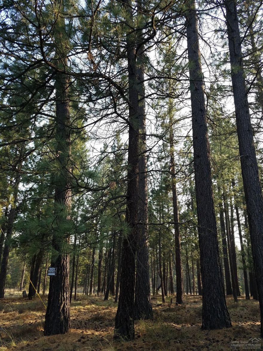 Beautiful 1.29 acre lot in Deschutes River Recreation Homestites. Build the home of your dreams on this great lot off a paved road with mature Ponderosa Trees across the street from the beautiful meandering Deschutes River. Just a short distance from the DRRH boat ramp, river access, community club house, and park. Utilities at the street.