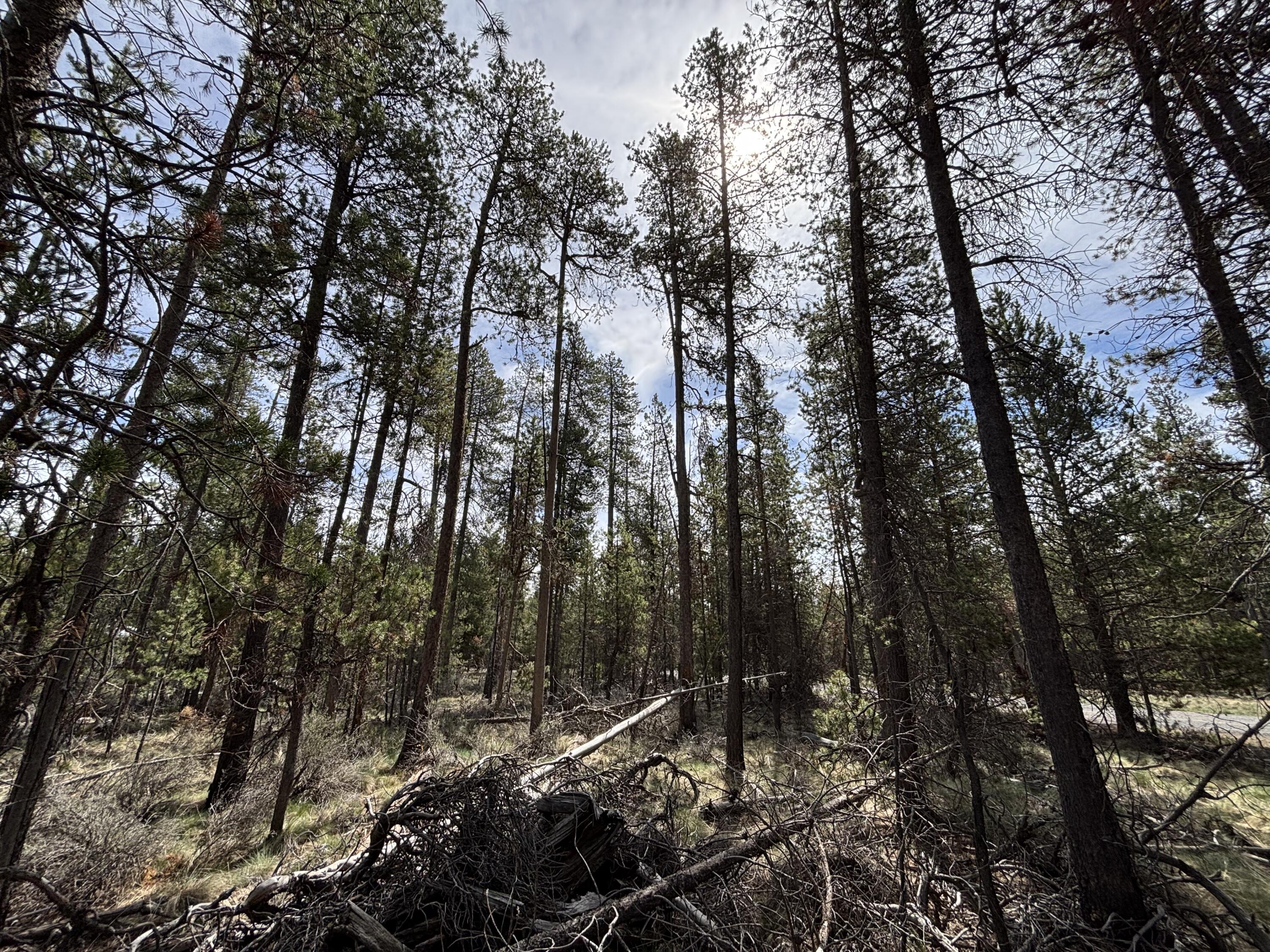 Woodland Park - Land