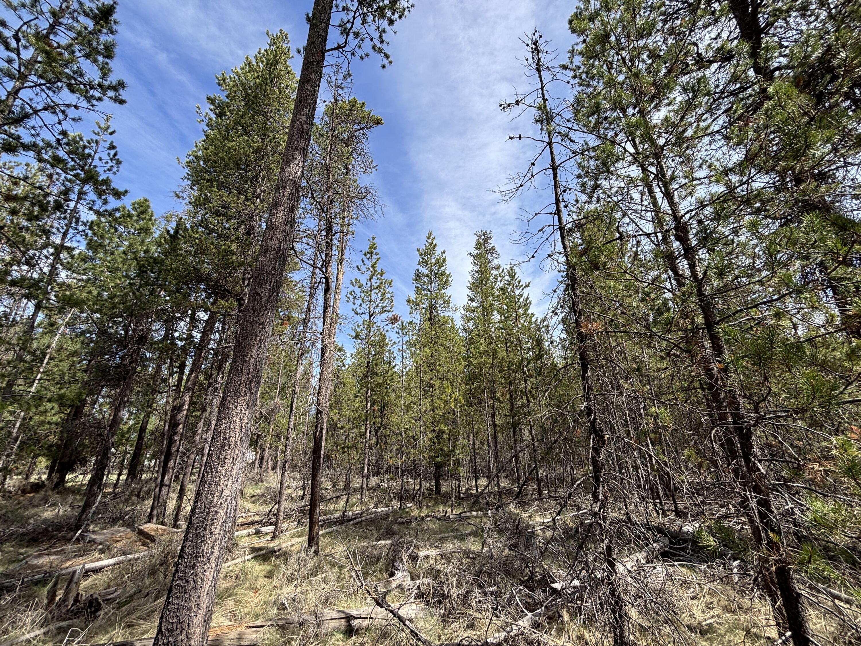 Woodland Park - Land