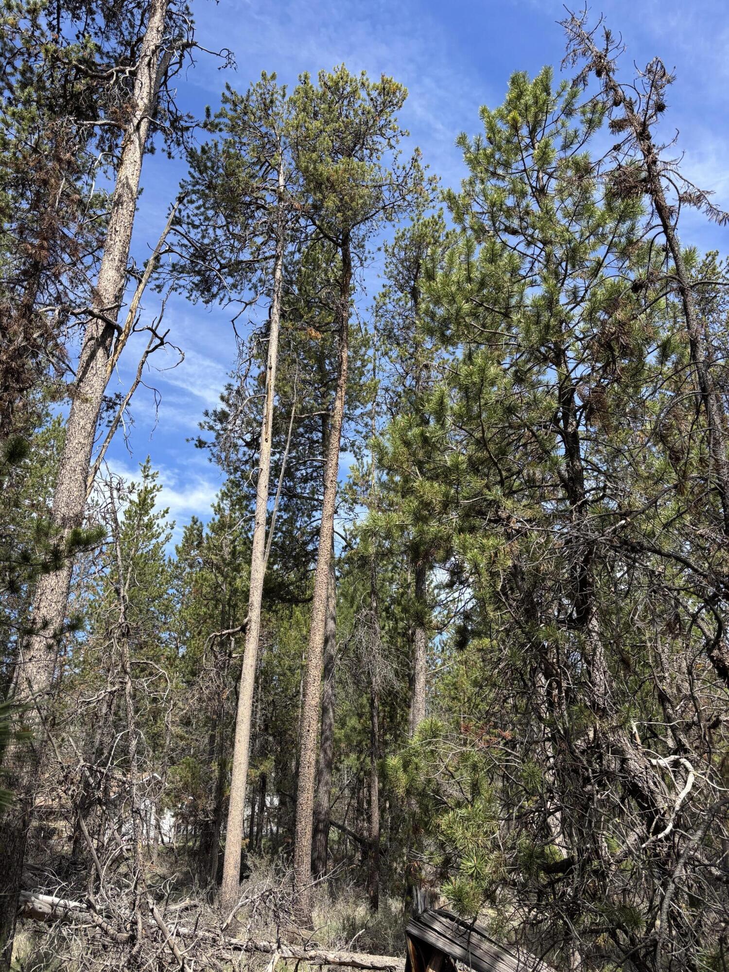 Woodland Park - Land