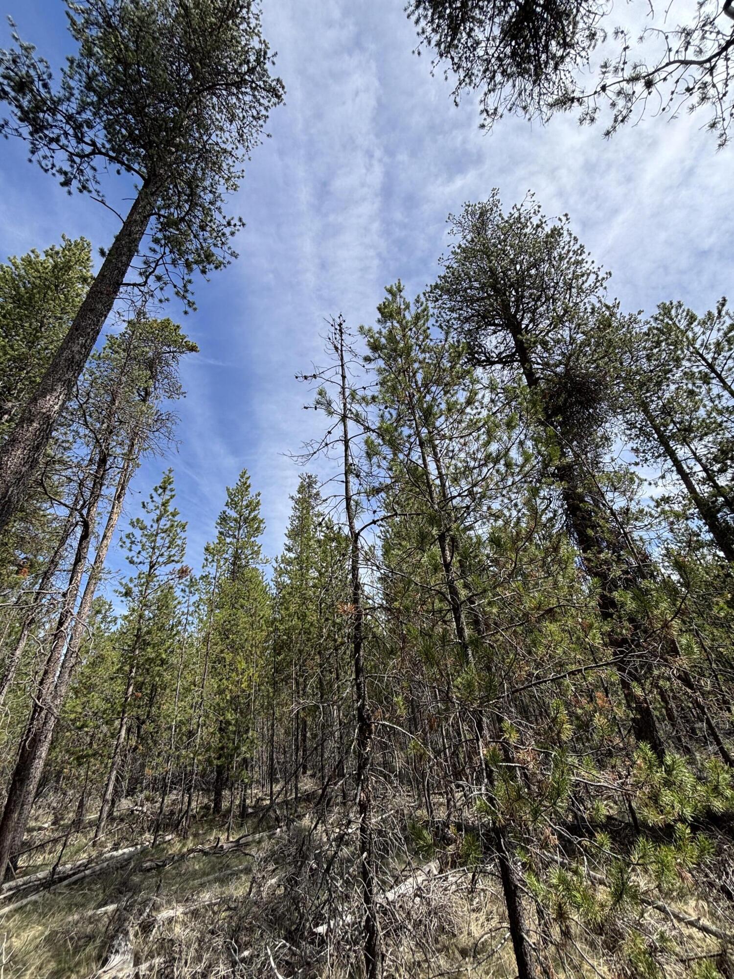 Woodland Park - Land