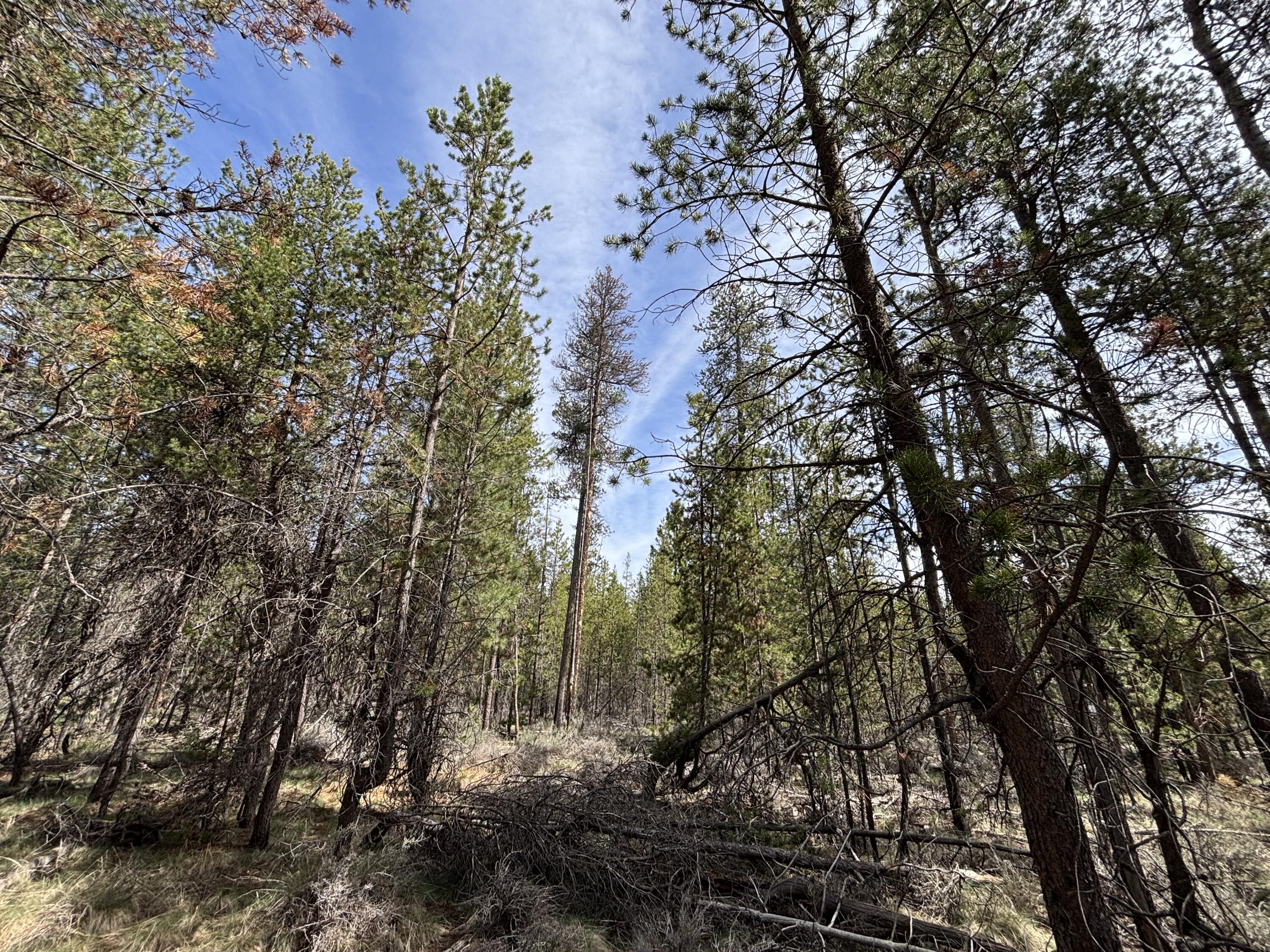 Woodland Park - Land