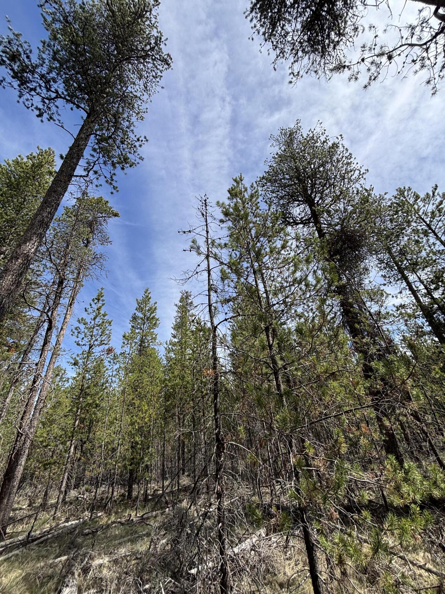 Woodland Park - Land