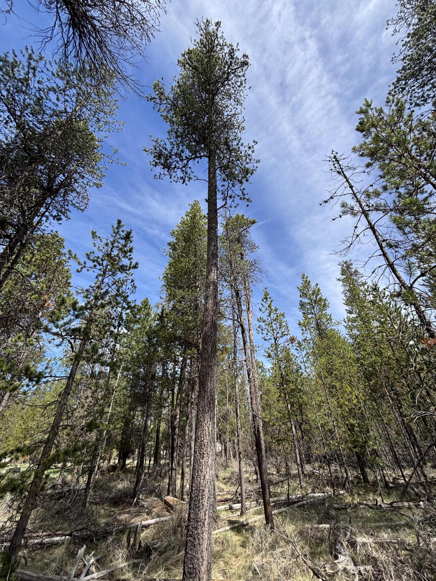 Woodland Park - Land