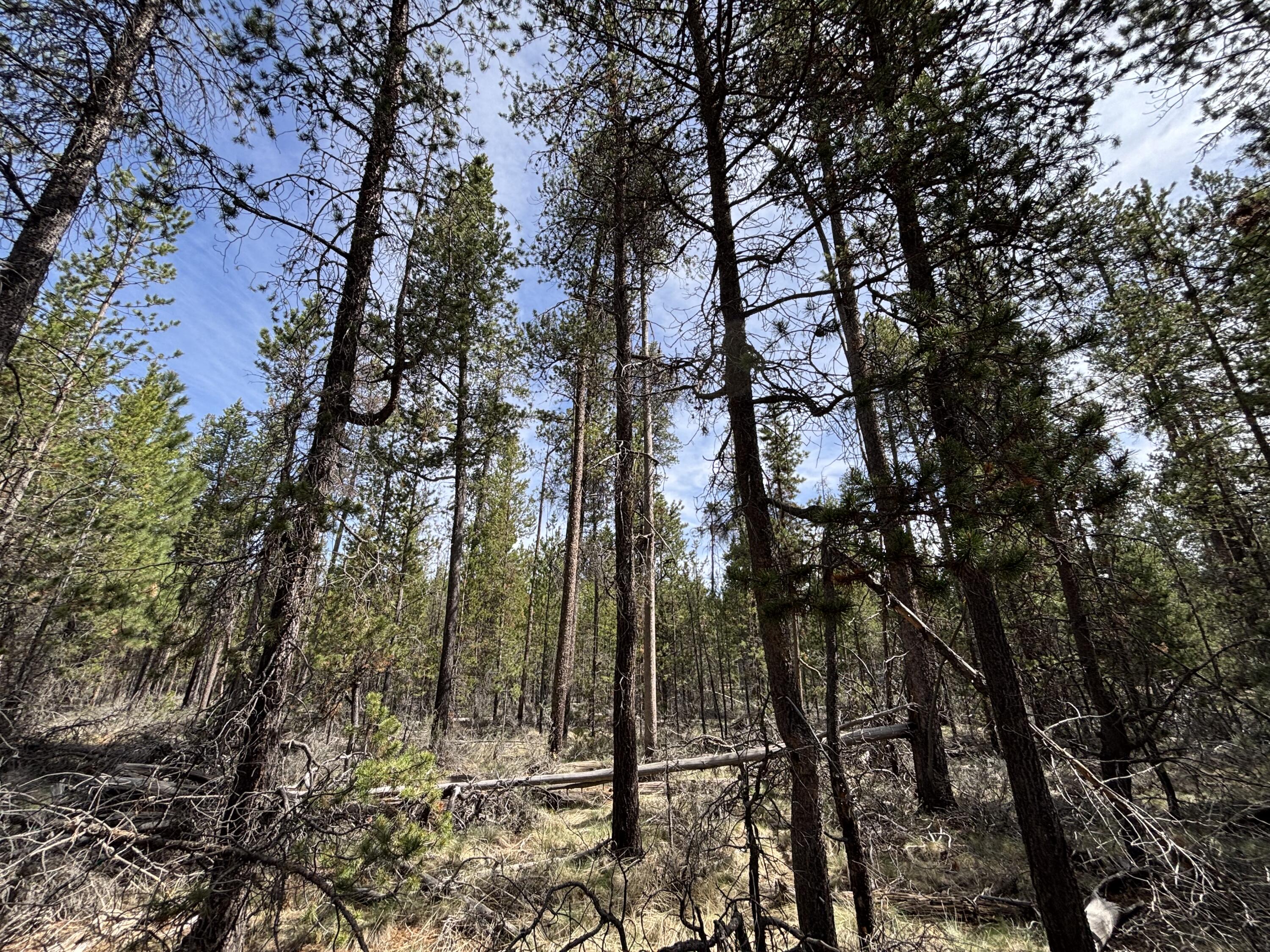 Woodland Park - Land