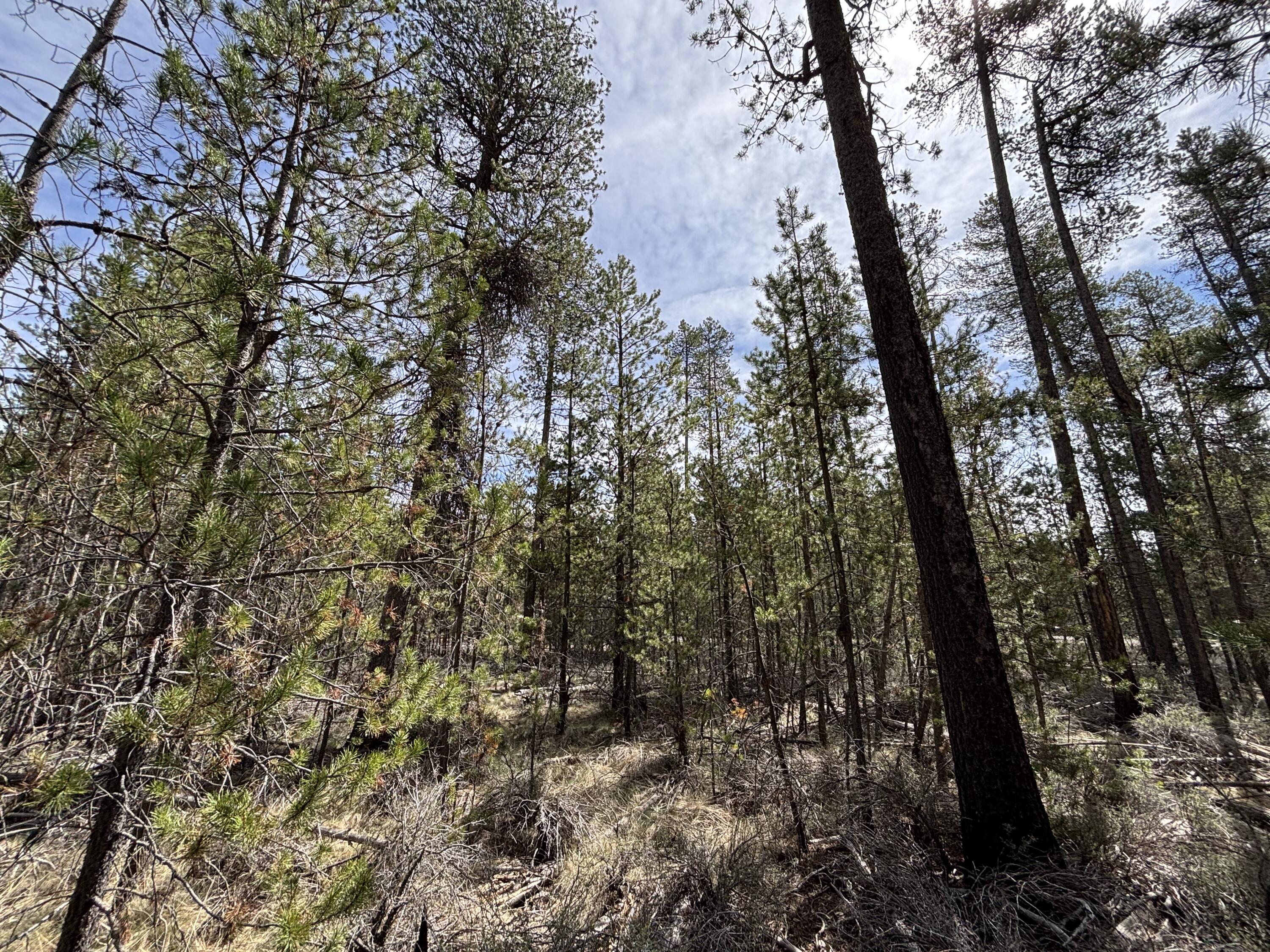 Woodland Park - Land