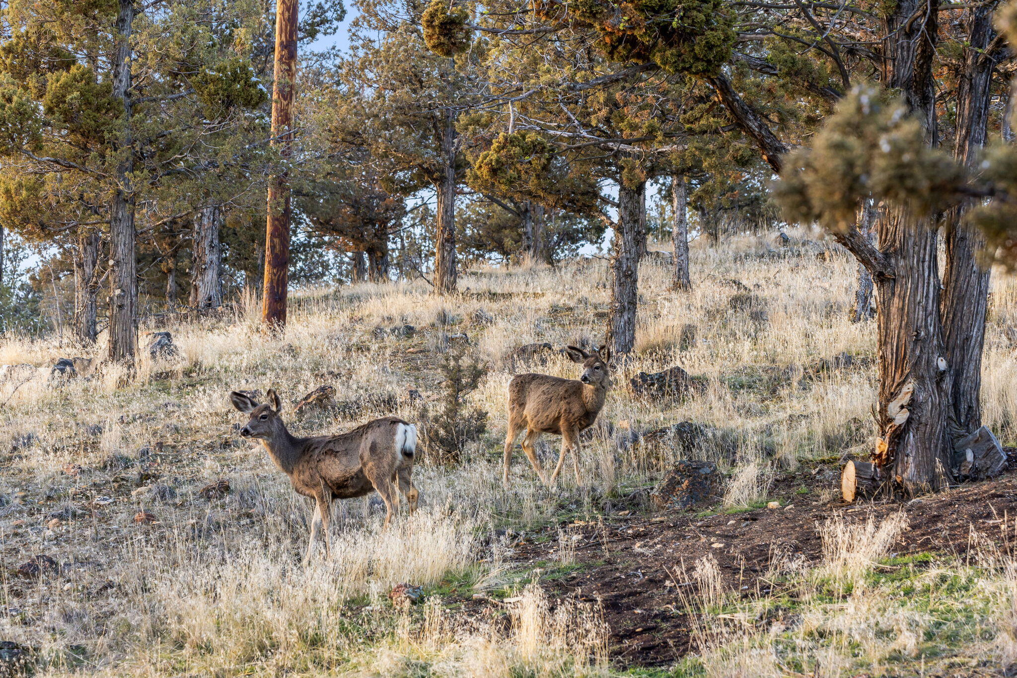 Golden Horseshoe - Residential