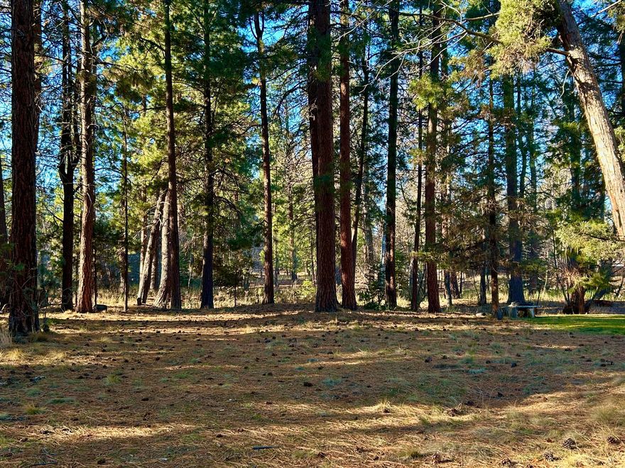 Creek front building lot in very desirable Buck Run!  Over half an acre studded with mature ponderosa pines and frequented by lots of wildlife including gray squirrels, wild turkey, deer and feathered and furry friends!  Very close to town. Power, city water and sewer at the street.