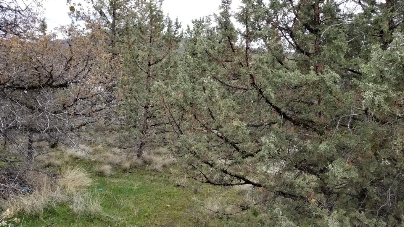 Golden Horseshoe - Land