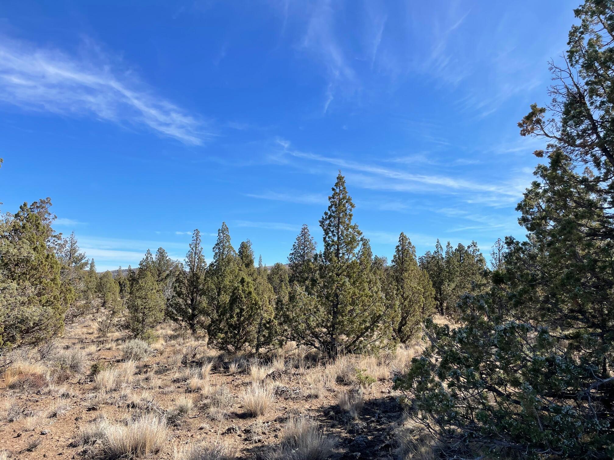 Juniper Acres - Land