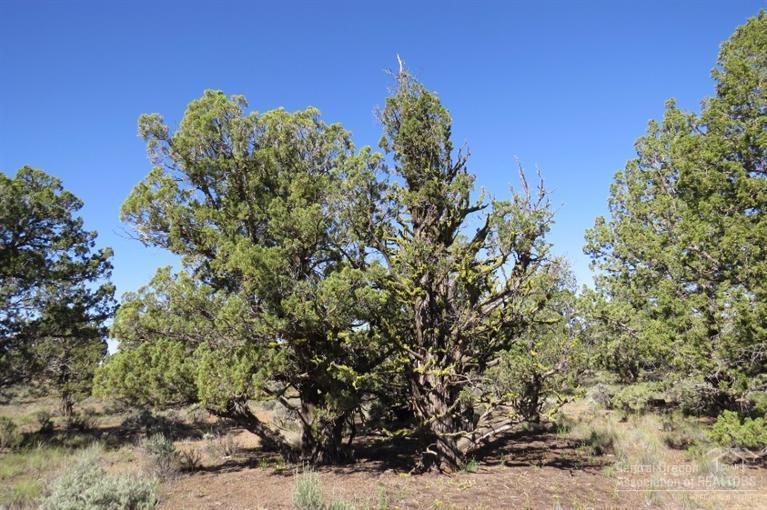 Juniper Acres - Land