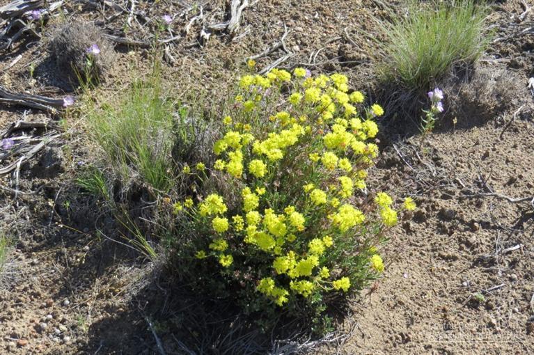 Juniper Acres - Land