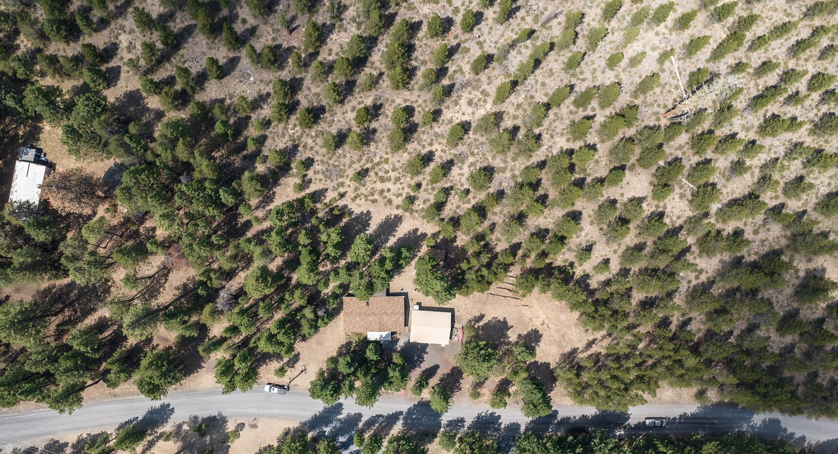 Ponderosa Pines - Residential