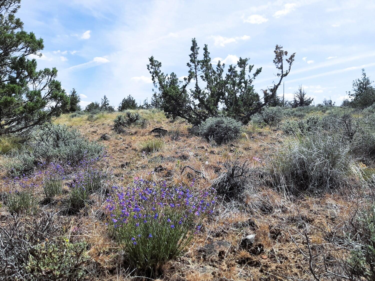 Prineville Lake Acres 1 - Land
