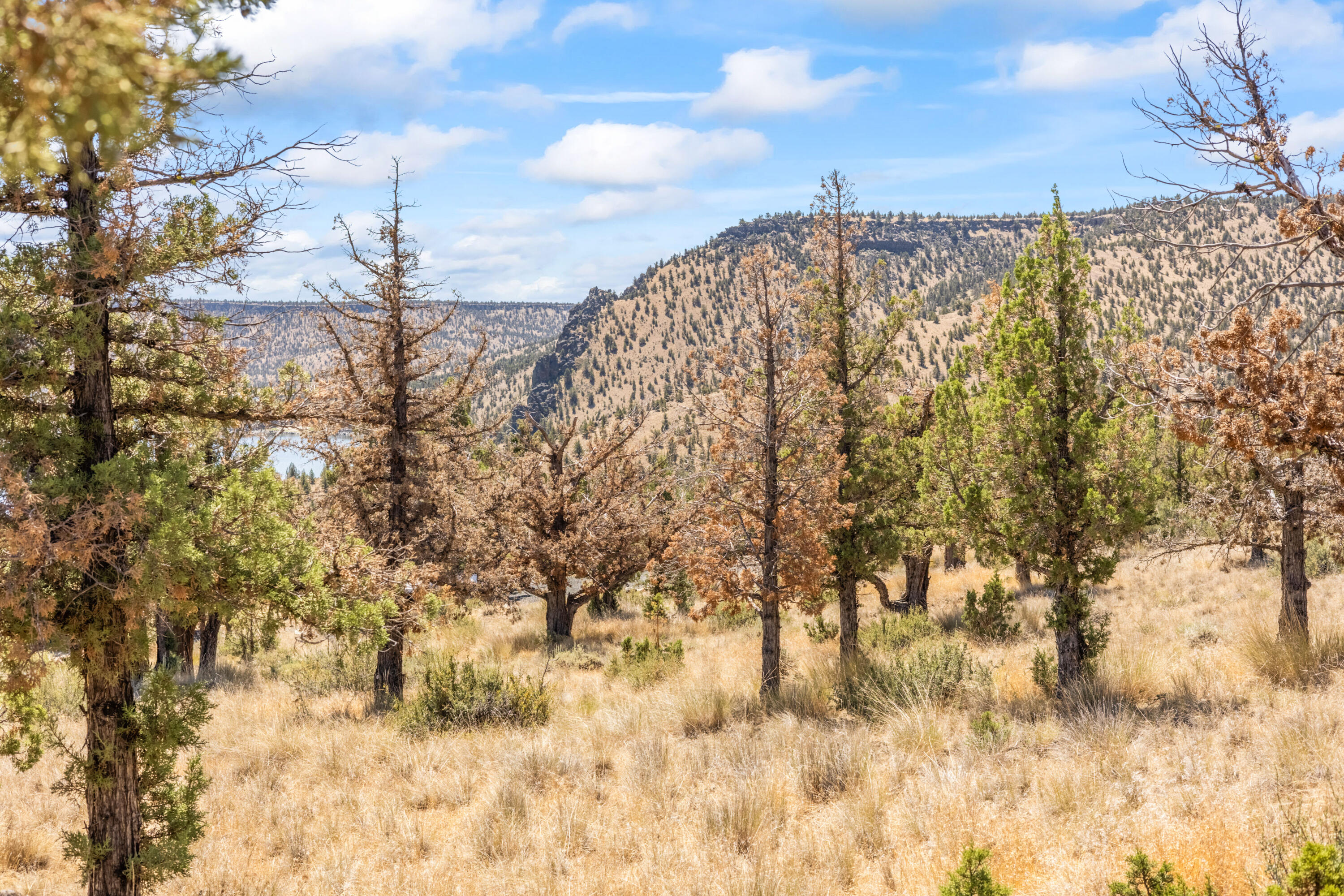 Lakeview Cove - Land