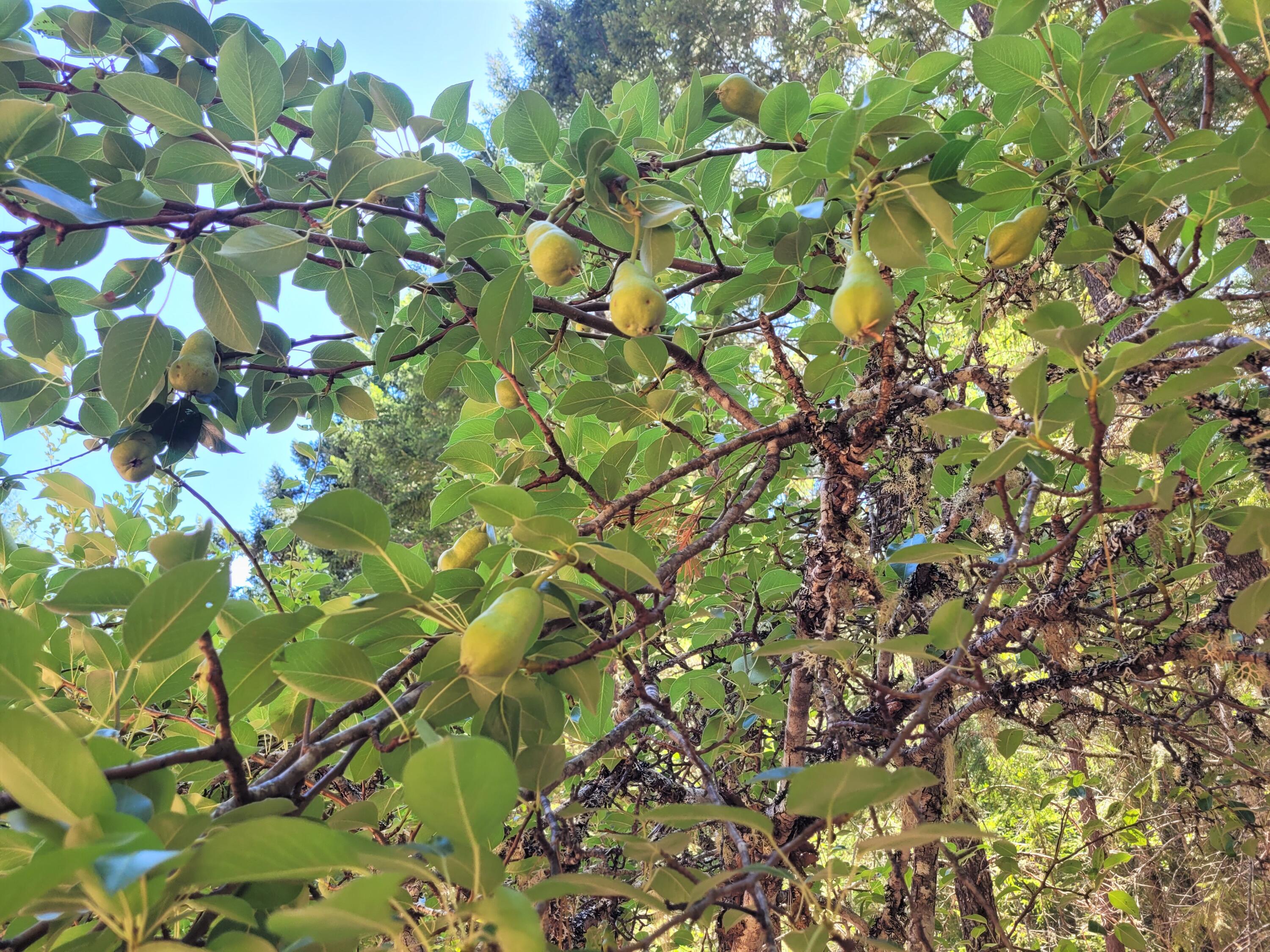 Idlewild Subdivision - Residential