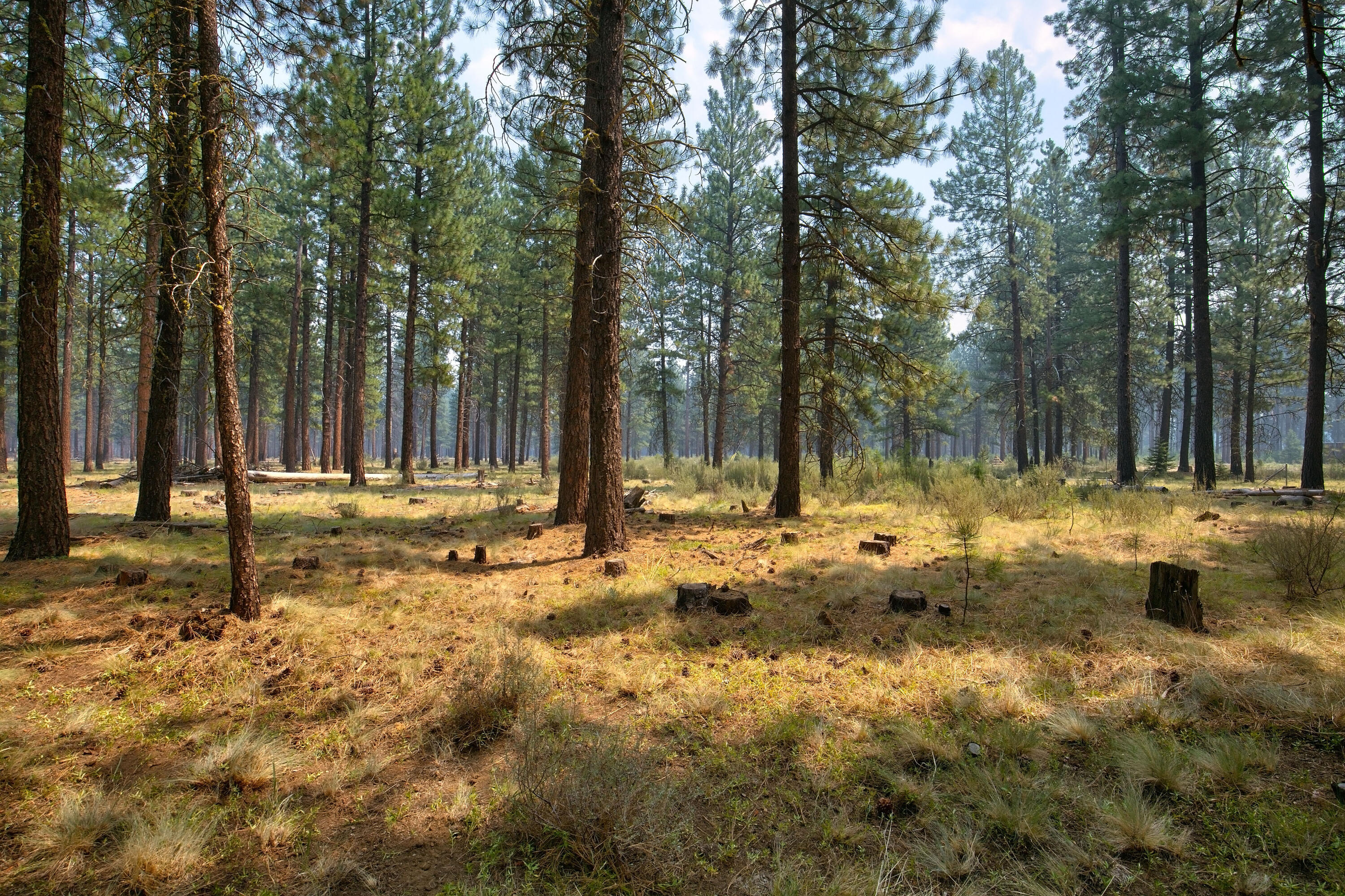 Glaze Meadow Homesite Section - Residential